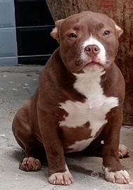 American Bully cucciola alta genealogia