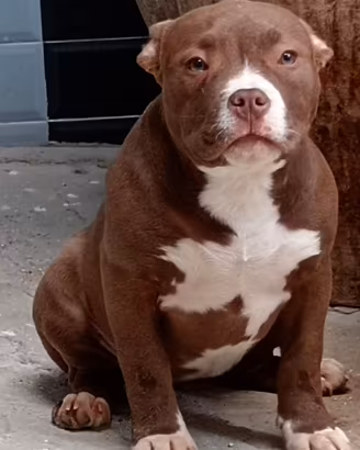 American Bully cucciola alta genealogia