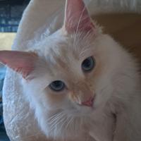 Gatto maschio siberiano neva cream per monta