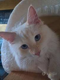 Gatto maschio siberiano neva cream per monta