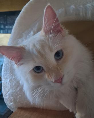Gatto maschio siberiano neva red point per monta