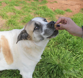 Omero dopo anni di canile aspetta una famiglia
