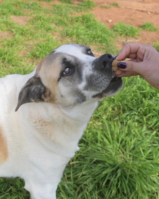 Omero dopo anni di canile aspetta una famiglia