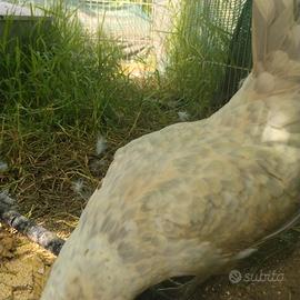 Galline barbute di anversa