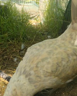Galline barbute di anversa