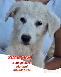 Scamorza, cucciola taglia medio grande 