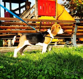 Charlie, Beagle di 8 anni