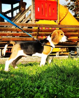 Charlie, Beagle di 8 anni