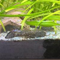 Ancistrus dai 3 a 5 cm