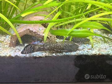 Ancistrus dai 3 a 5 cm
