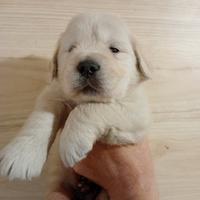 Cucciolo di Golden retriever