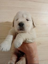 Cucciolo di Golden retriever