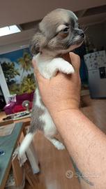 Chihuahua