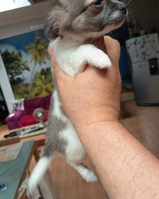 Chihuahua