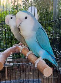 Coppia inseparabili