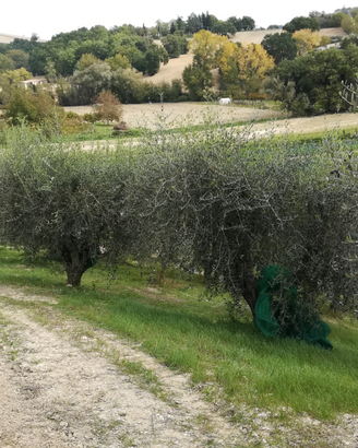 Piante oliva