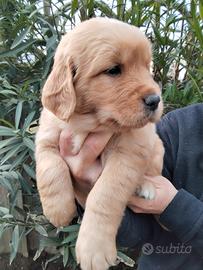 Cuccioli Golden Retriever alta genealogia