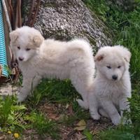 Cagnolini vaccinati