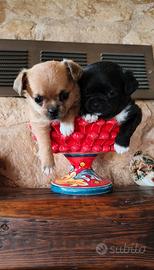 Chihuahua taglia mini maschi