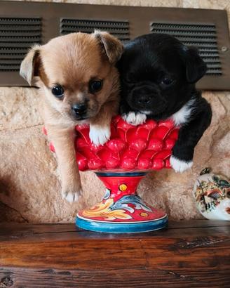 Chihuahua taglia mini maschi