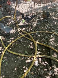 Galline e galli