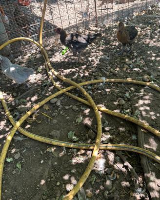 Galline e galli
