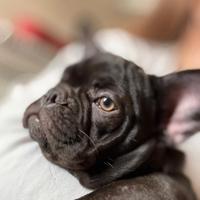 Cane bulldog francese
