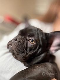 Cane bulldog francese