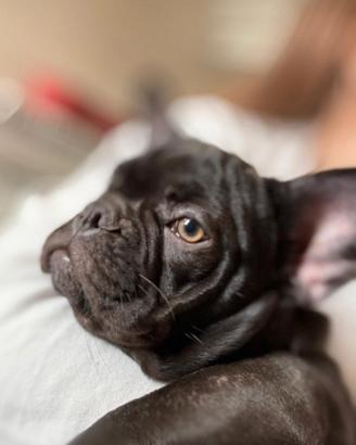 Cane bulldog francese
