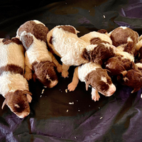Cuccioli di lagotto romagnolo con pedigree roi