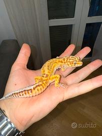 Geco Leopardino