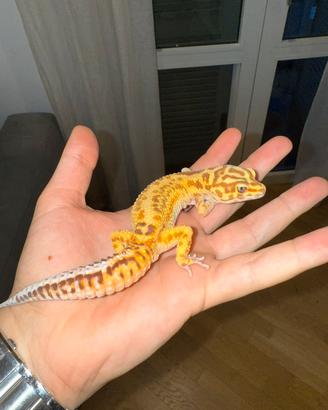 Geco Leopardino