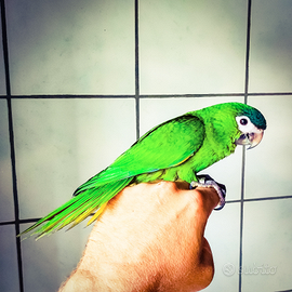 Ara nobilis allevate a mano