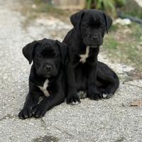Ultime due cuccioli di cane corso di 3 mesi cercan