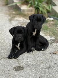 Ultime due cuccioli di cane corso di 3 mesi cercan
