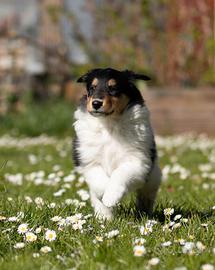 Cucciolo Collie pastore scozzese - linea lavoro