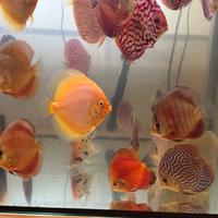Discus Pesce Acquario