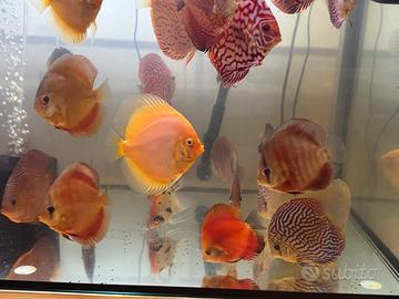 Discus Pesce Acquario