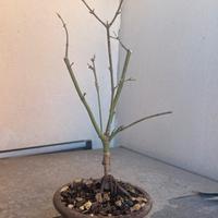 Bonsai acero giapponese