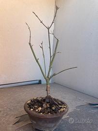 Bonsai acero giapponese