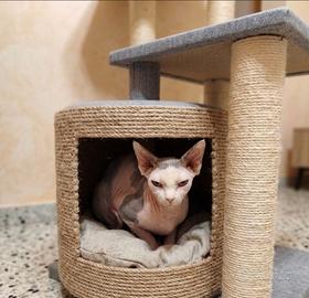 Gatto Sphynx maschio intero