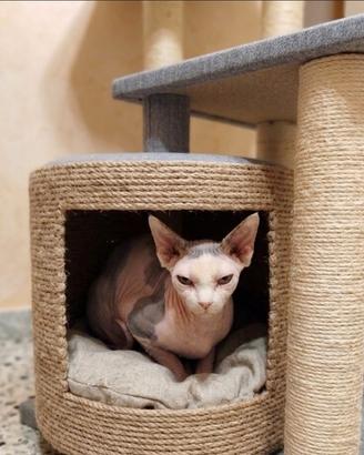 Gatto Sphynx maschio intero