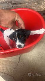 Jack russel