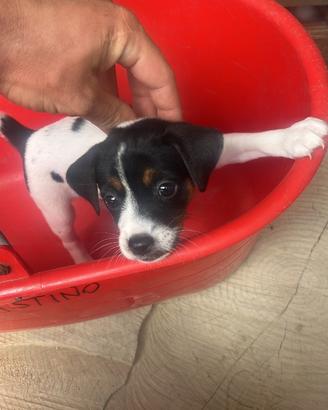 Jack russel