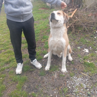 Pastore Asia centrale