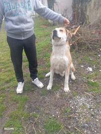 Pastore Asia centrale