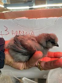 Pulcini Moroseta Silkie