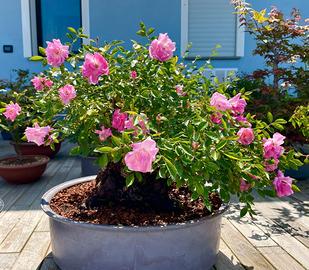 Rosa bonsai