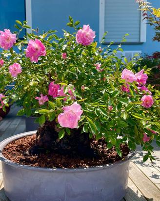 Rosa bonsai
