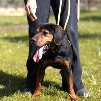 Gennarino un amore in canile